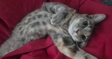 Wollongong Pet Connection's Pets of the Week: Meet Darla and Elena!