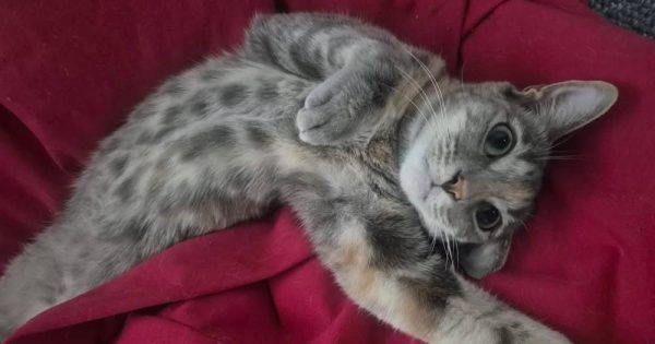 Wollongong Pet Connection's Pets of the Week: Meet Darla and Elena!