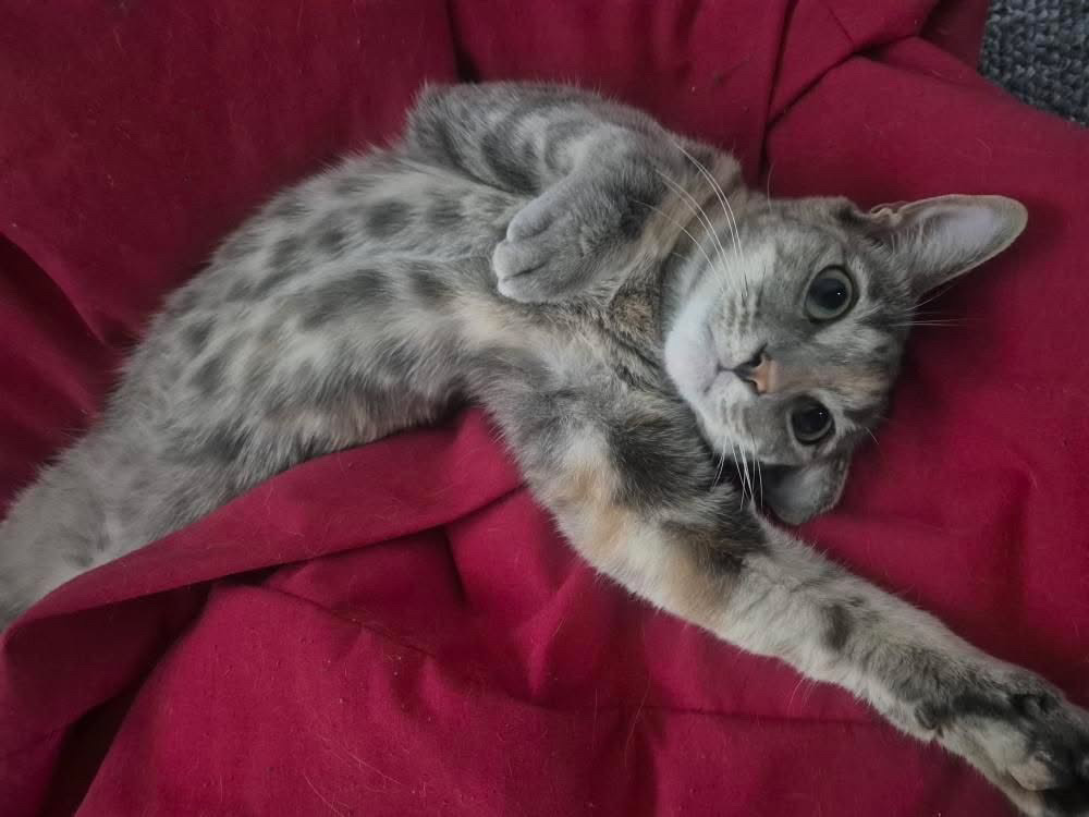 Laid-back Elena loves snoozes and snuggles - and she'll make sure to let you know how happy she is with her loud purrs.