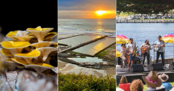 QUIZ: Which fungi is this? Plus 9 other questions