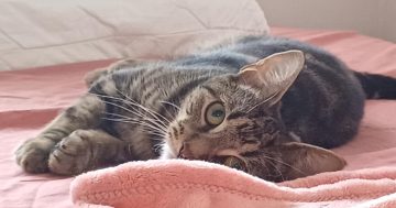 Wollongong Pet Connection's Pets of the Week: Meet Tibby and Pixie!