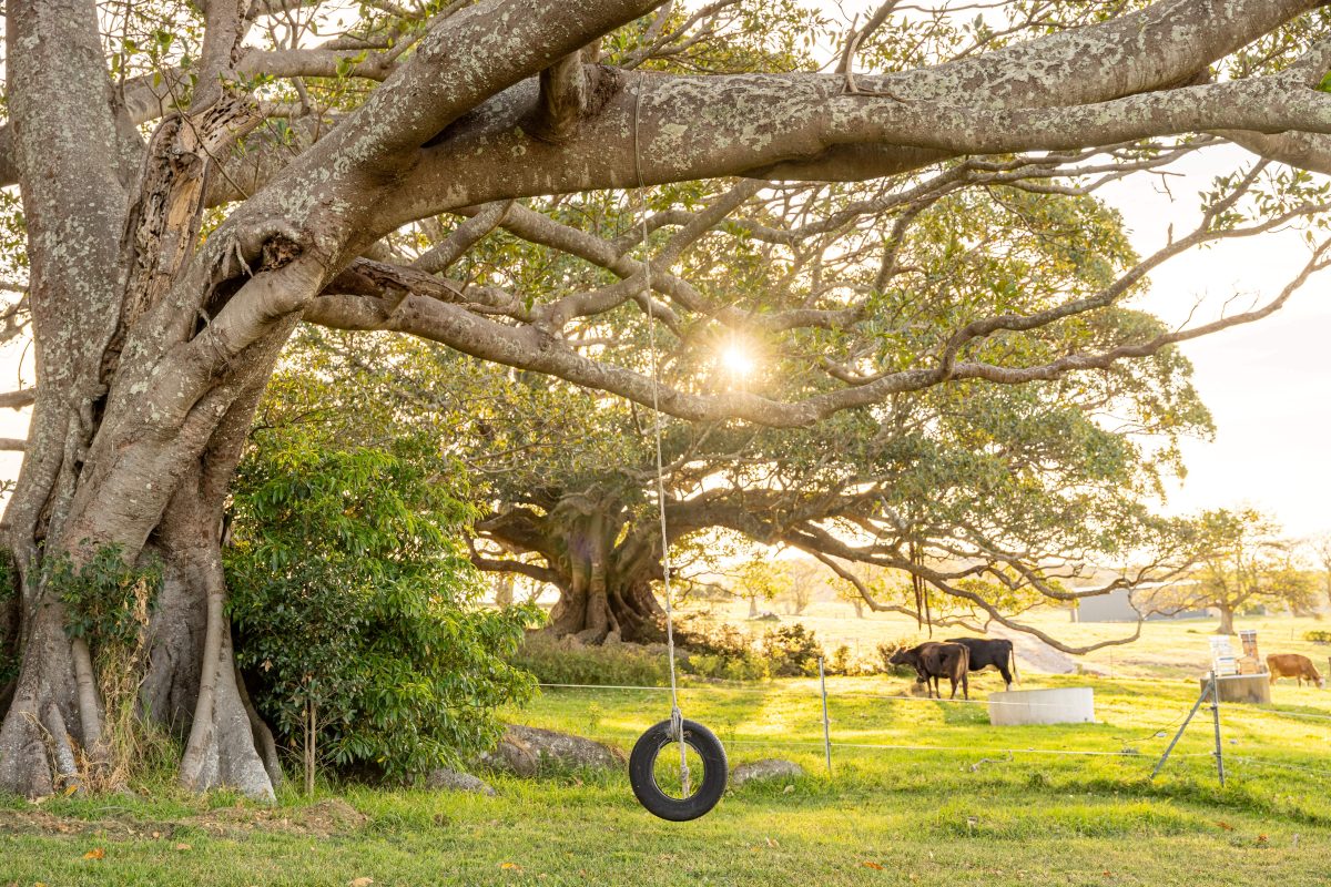 Tyre on a rope hanging from a tree