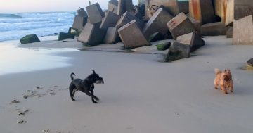 Don't let your dog's day at the beach end at the vet's office