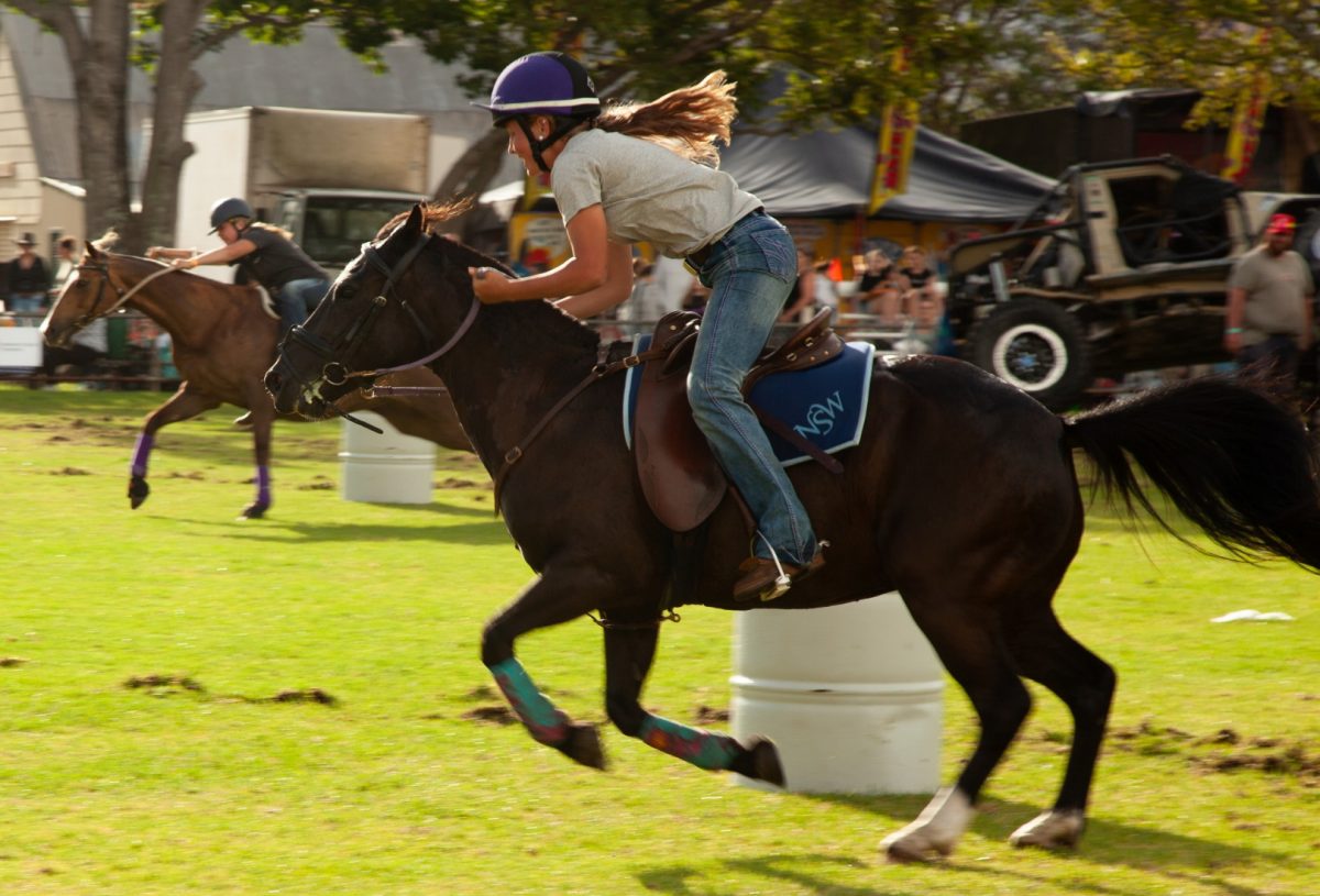 Albion Park show horse obstacle course and time trial