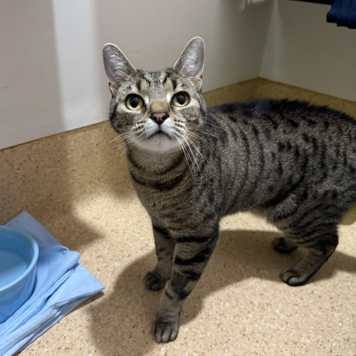 A tabby cat looks up at the camera.