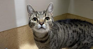 RSPCA Illawarra’s Pets of the Week: Meet Mutley and Armani!