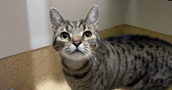 RSPCA Illawarra’s Pets of the Week: Meet Mutley and Armani!