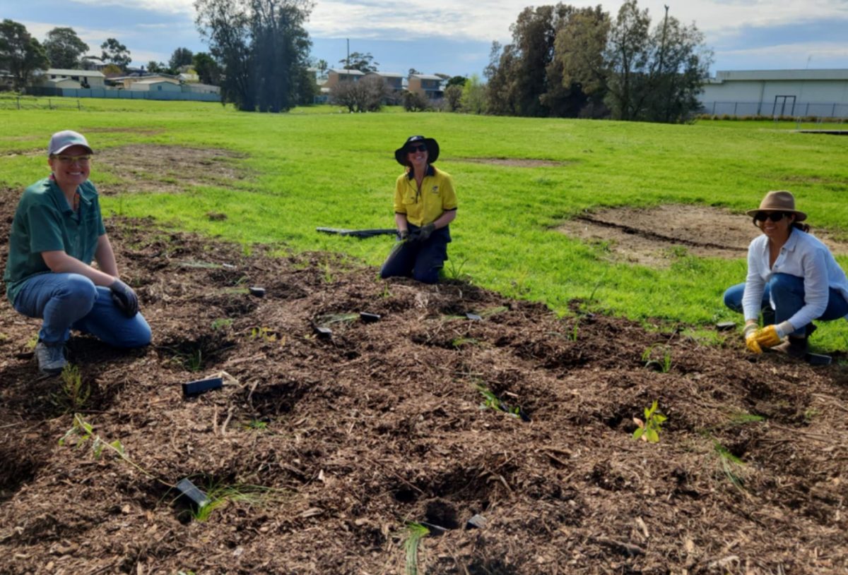 Bensons Creek Warilla rehabilitation