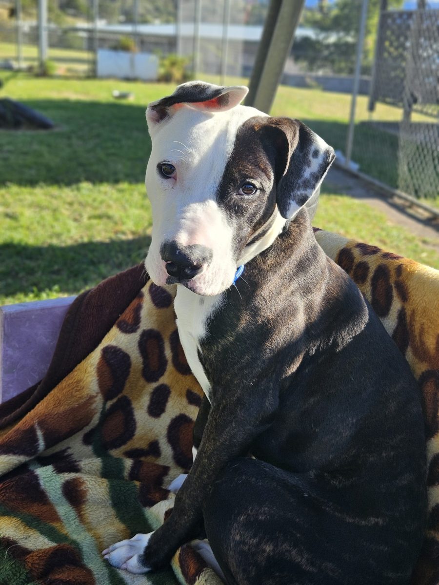 Mutley is a sensitive soul looking for a quiet, loving home.