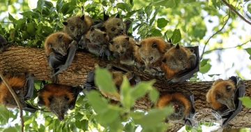 Here's how you can help flying foxes survive the next heatwave