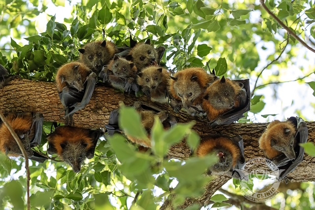 A group of flying foxes huddle together on a branch and look down at the camera.