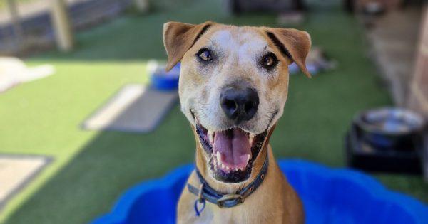 Why has 'cool dude' Rusty racked up more than 400 days at the RSPCA?