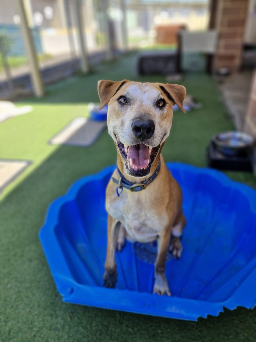 A large tan dog with a white face sits smiling in a clamshell.