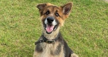 Wollongong Pet Connection's Pets of the Week: Meet Beau and Craig