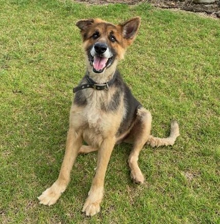 Beautiful Beau is energetic, affectionate and oh-so-smart - could he come home with you?