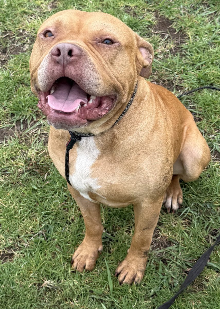 Tan staffy-type dog sits and smiles at the camera.