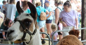 Nine things to do in the Illawarra this week (23 - 29 January)