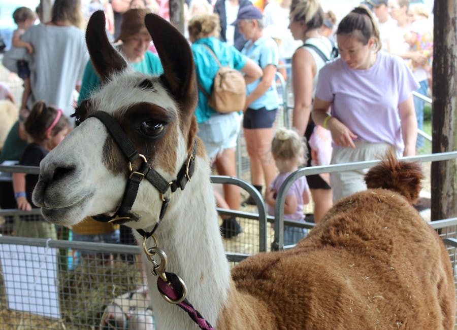 Llama at Kiama Show