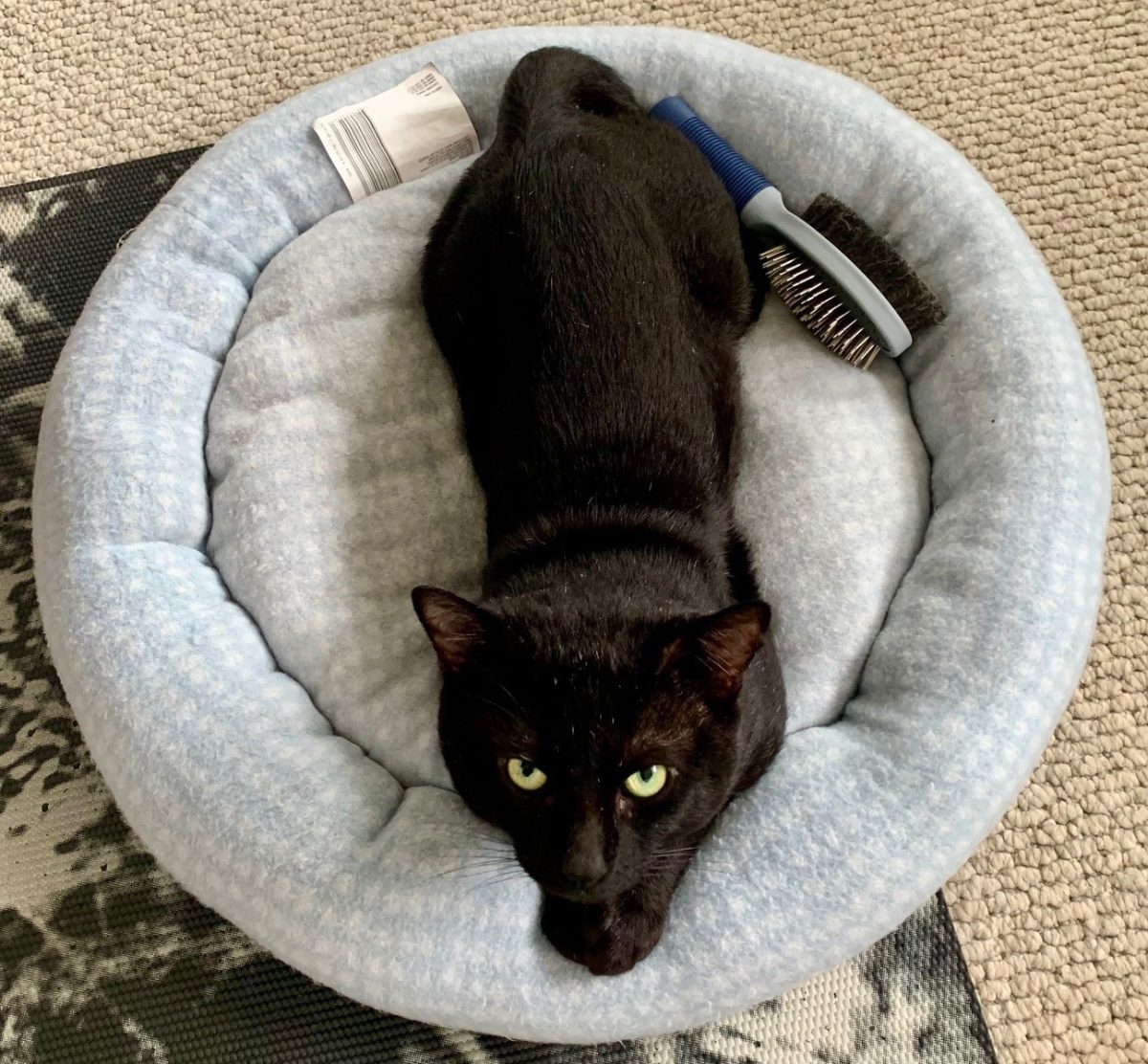 Have you considered owning a panther, but been put off by their feeding costs? Why not give Inky a home instead!