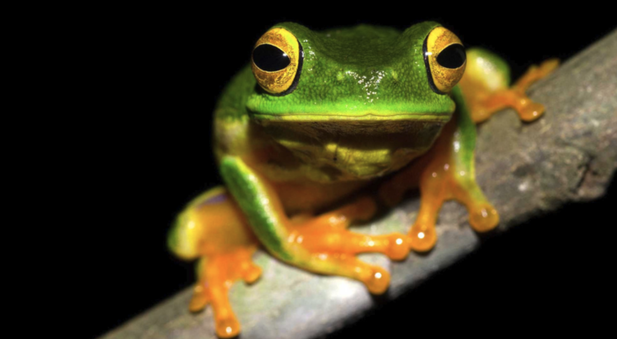 Frog perched on a branch
