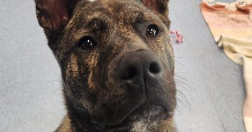 RSPCA Illawarra’s Pets of the Week: Meet Buster and Sushi!