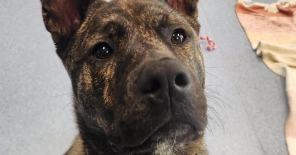 RSPCA Illawarra’s Pets of the Week: Meet Buster and Sushi!