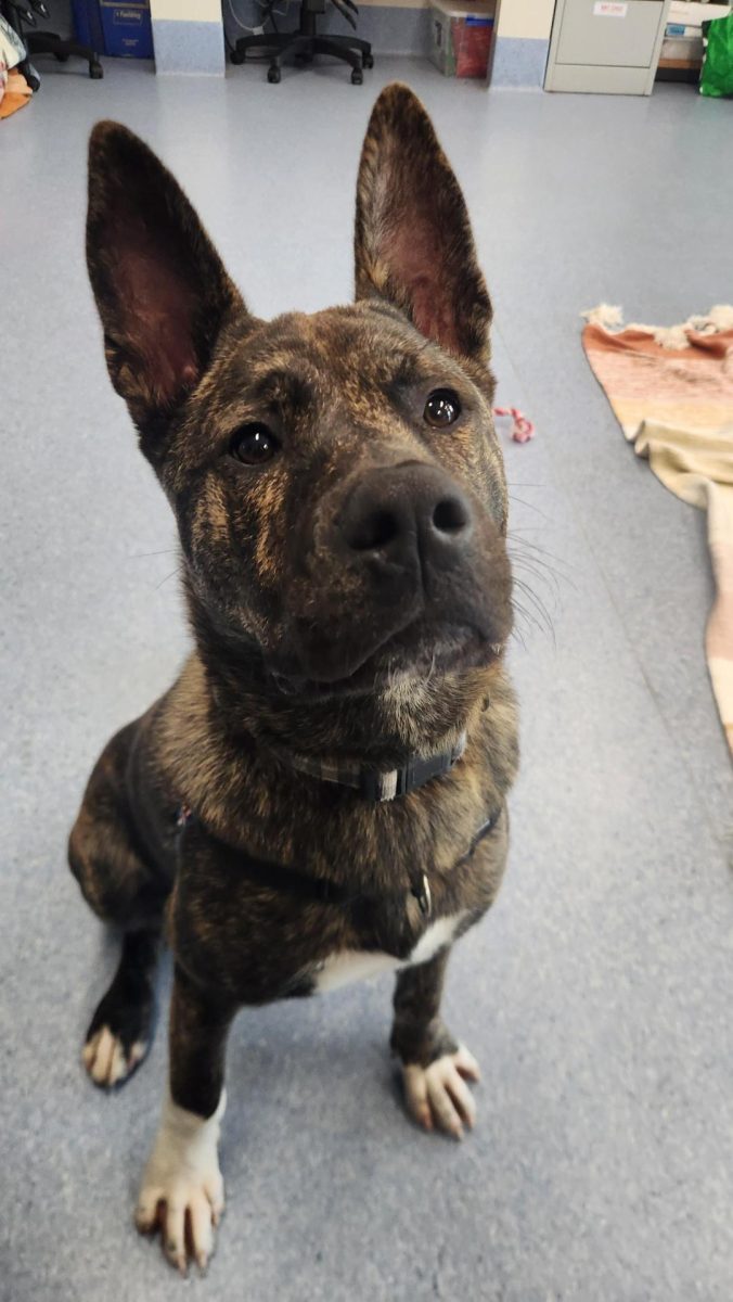 Brindle Akita pup sits and looks at the camera.