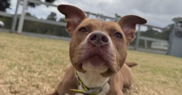 Wollongong Pet Connection's Pets of the Week: Meet Trix and Inky!