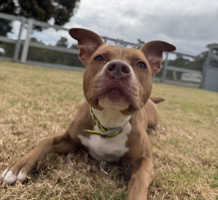 Superstar Trix is looking for a home where she can be your one and only.