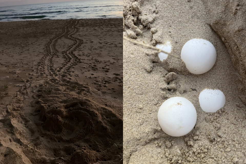 Spliced photos showing a turtle nest with tracks and turtle eggs