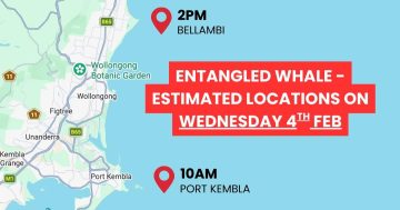 Call for public assistance in search for entangled whale off Illawarra coast