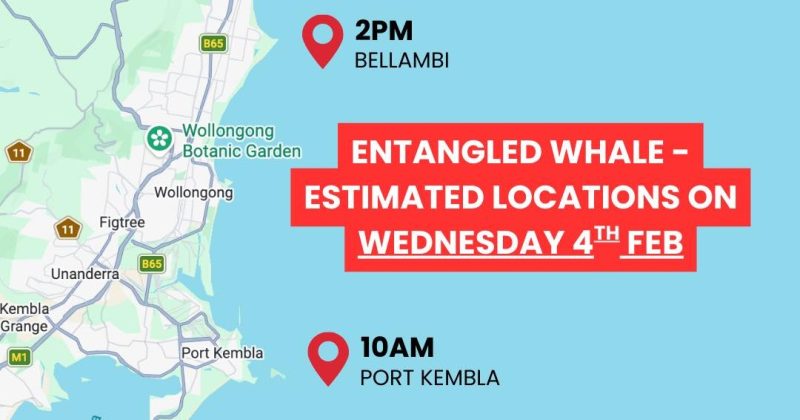 Call for public assistance in search for entangled whale off Illawarra coast
