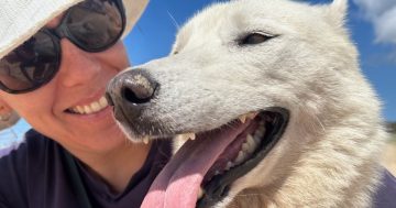 Wollongong Pet Connection's Pets of the Week: Meet Crystal and Shadow!