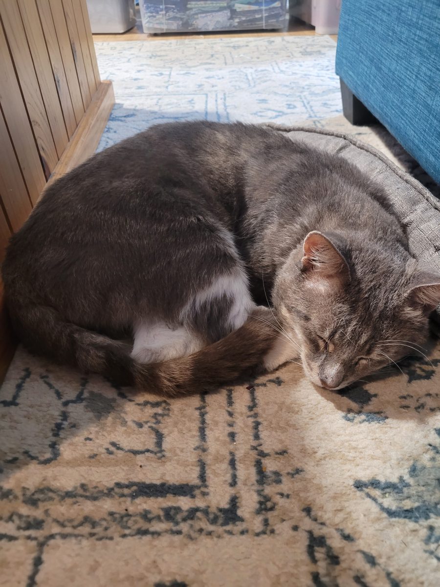 Gentle Fabio is looking for a lap to curl up on - do you have room?