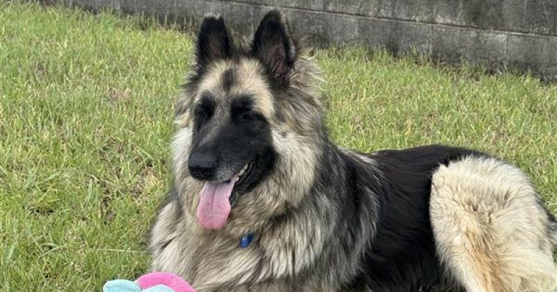 RSPCA Illawarra’s Pets of the Week: Meet Feather and Shadow!