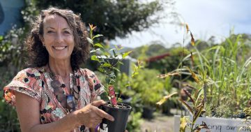 Bush tucker and community focus — big plans from the new owners of Thirroul's pocket nursery
