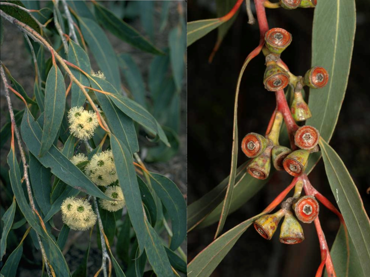 gum tree flowers