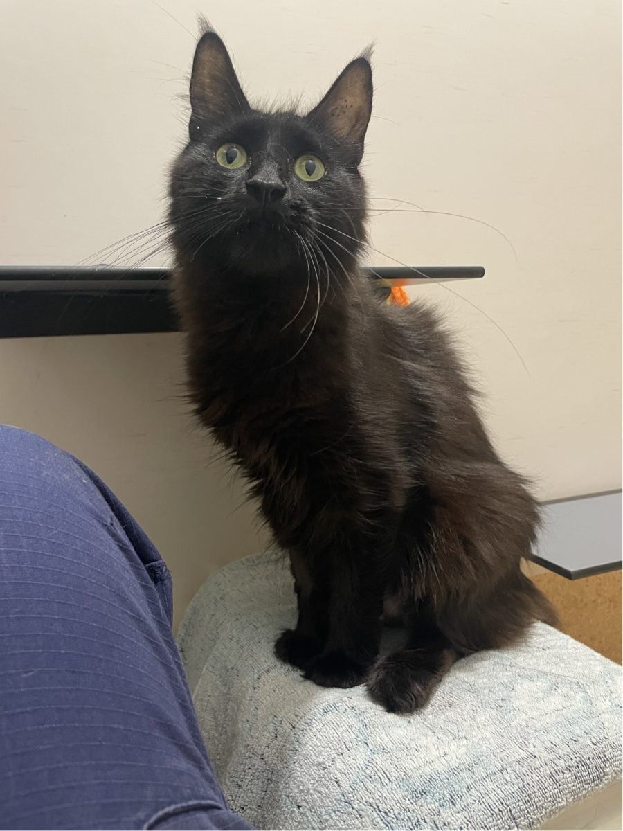 Shadow loves coziness, routine and snuggles with her favourite people - could she be your new best friend?