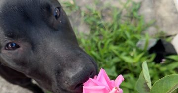 Wollongong Pet Connection's Pets of the Week: Meet Spencer and Fabio!