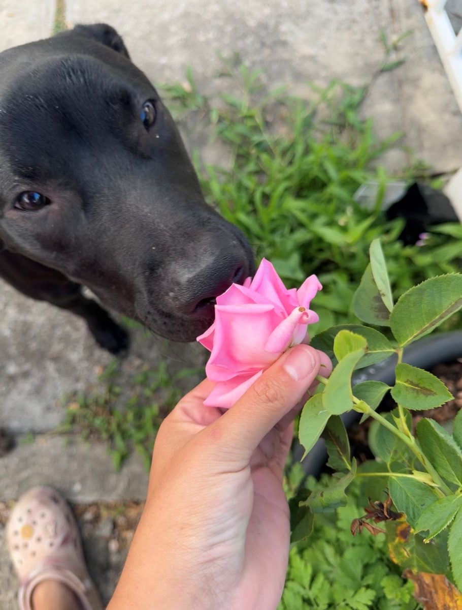 Sweet Spencer is looking for a family that will appreciate him with all his quirks. 
