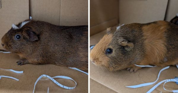 RSPCA Illawarra’s Pets of the Week: Meet Coco and Chanel