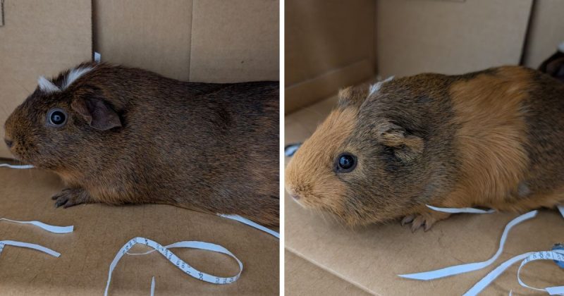 RSPCA Illawarra’s Pets of the Week: Meet Coco and Chanel