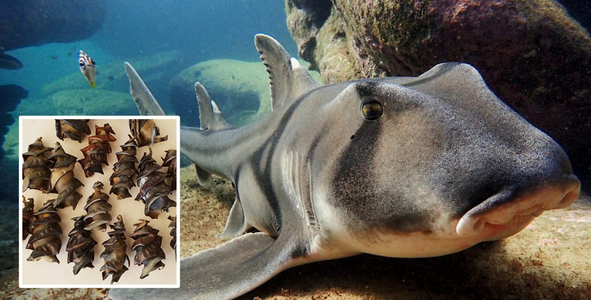 Port Jackson shark