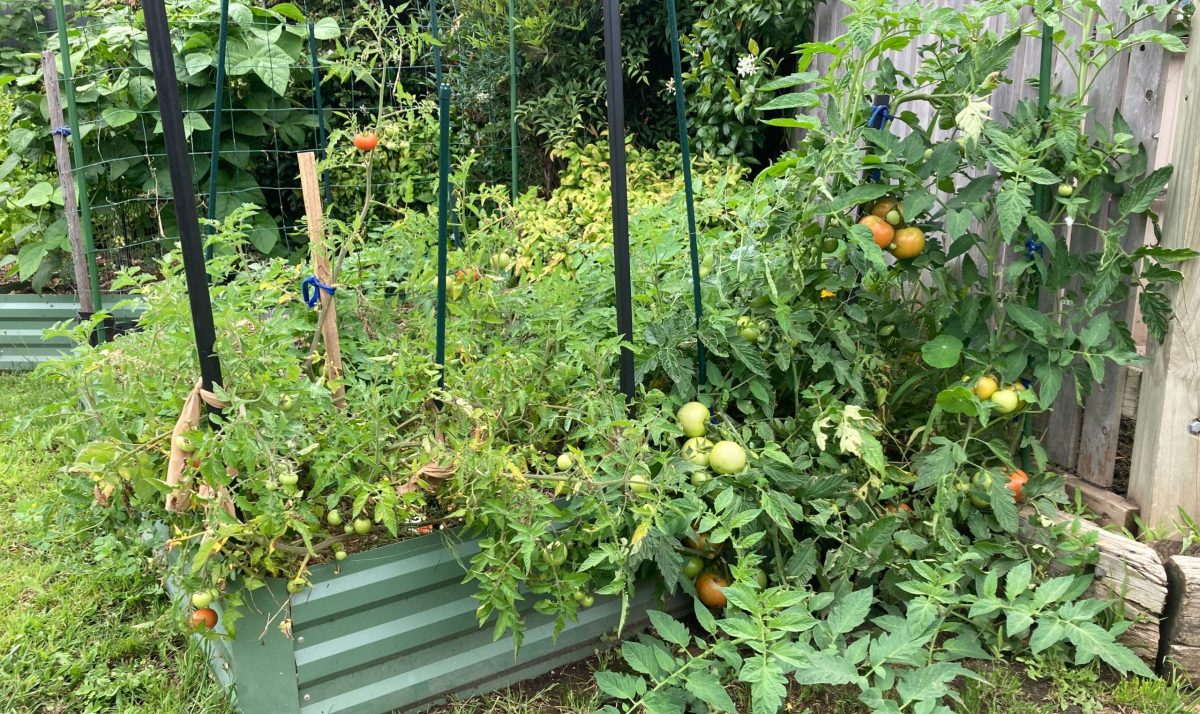 Flourishing vegetable garden with tomatoes