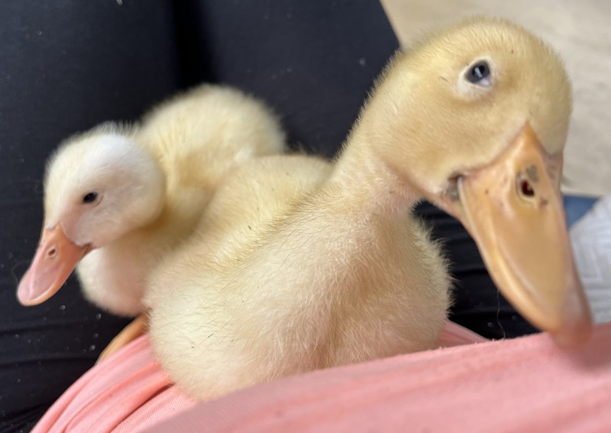 Two ducklings in the author's lap.