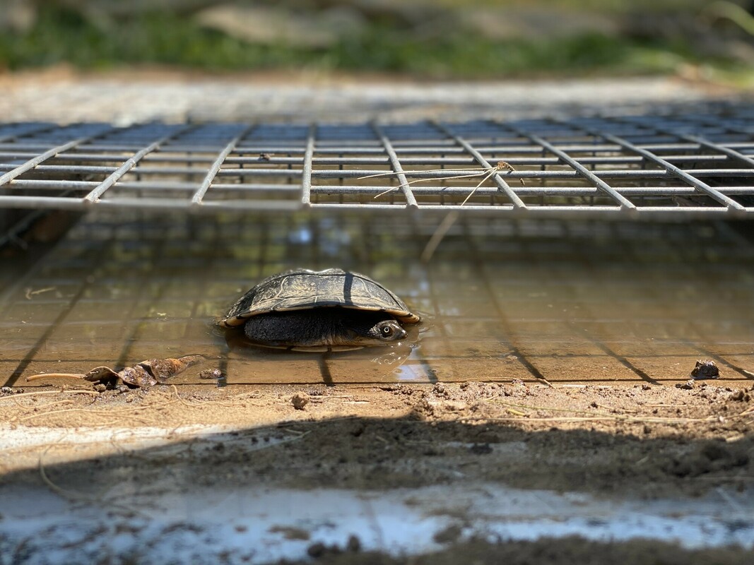 turtle tunnels