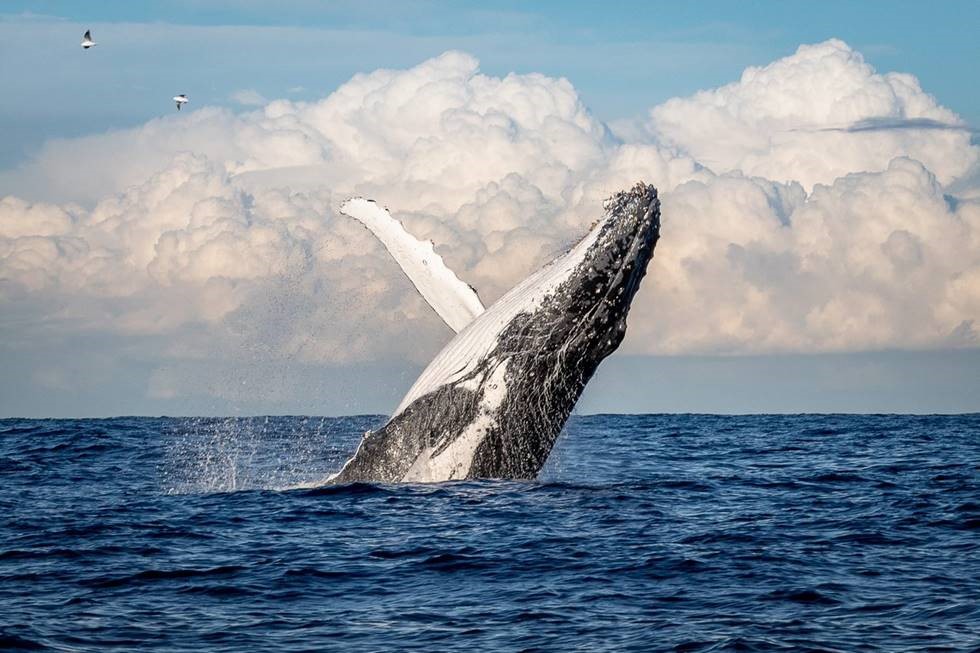 A humpback whale breaching the water