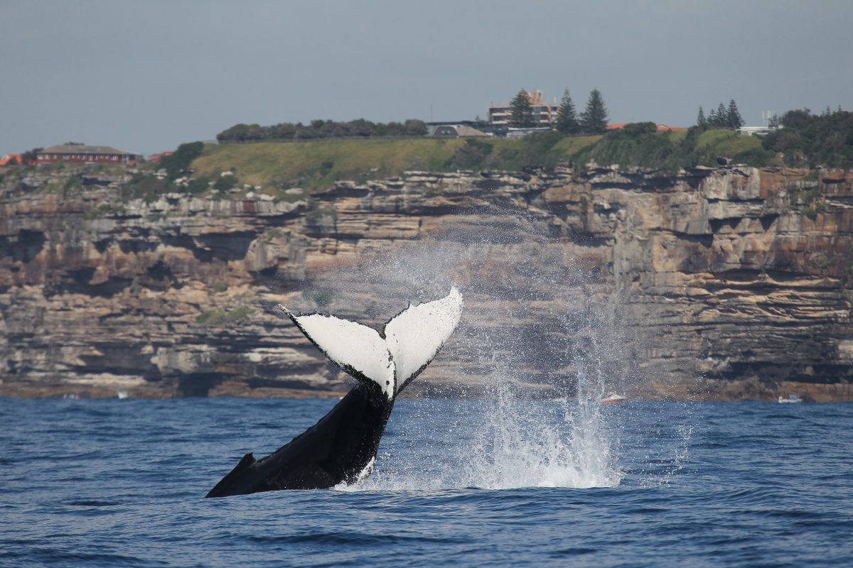 A humpback whale diving into water